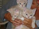 3-buff-kittens.JPG